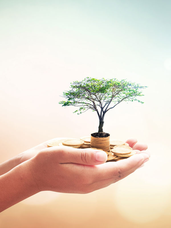 Hands holding small tree